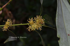 Neolitsea cassia